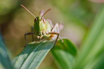 grasshopper on a branch