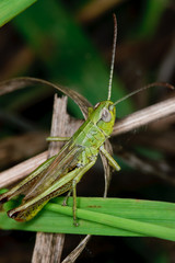 grasshopper on a branch