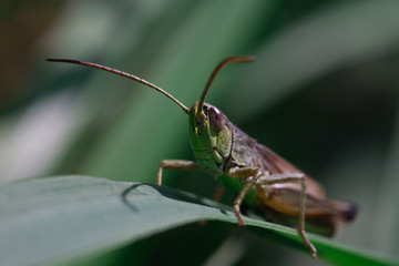 grasshopper on a branch