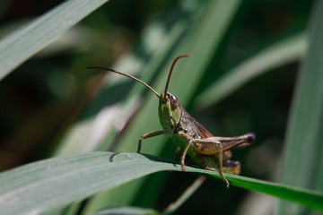 grasshopper on a branch