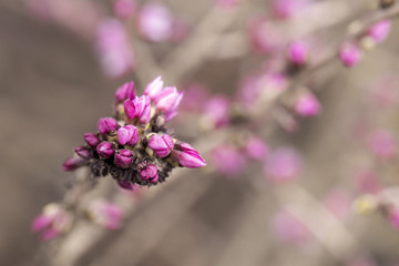 Daphne buds close-up.
