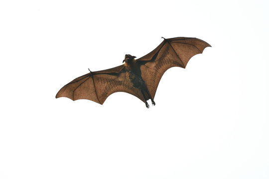Mammal Bat flying with juvinile bat on white background