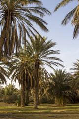 Obraz premium Plantation of the date palm Ksar Ghilane Desert Oasis Tunisia