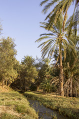 Plantation of the date palm Ksar Ghilane Desert Oasis Tunisia