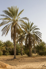 Naklejka na ściany i meble Plantation of the date palm Ksar Ghilane Desert Oasis Tunisia