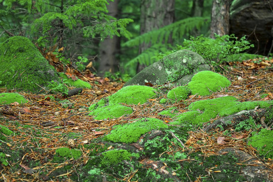 green moss among the needles in a pine forest