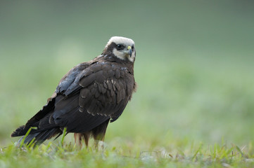 Female of the marsh harrier in the mating colour on the meadow