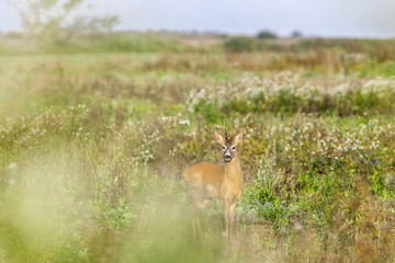 Roe deer buck