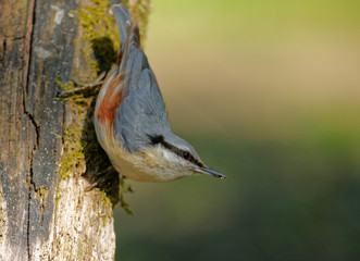 Nuthatch (Sitta europea)