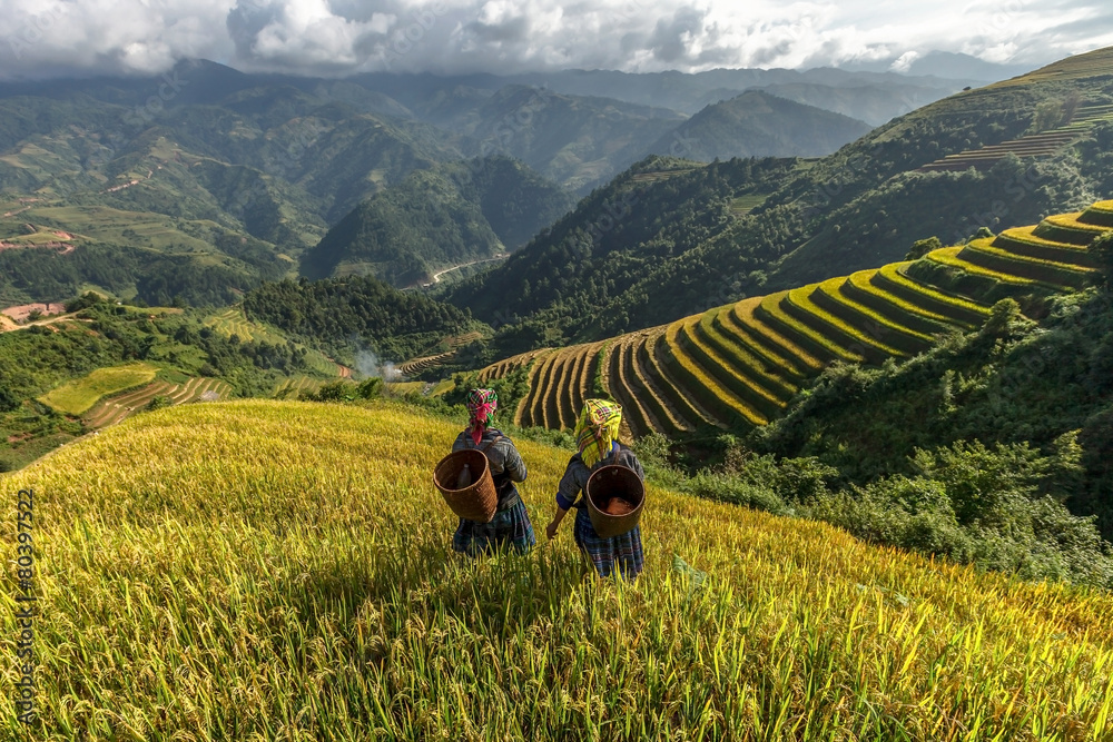 Wall mural rice fields on terraced of mu cang chai, yenbai, vietnam.