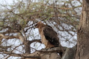 black kite, Tanzania