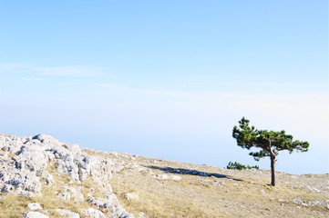 Fototapeta na wymiar Mountain landscape with Crimean pine, AI-Petri, Crimea.