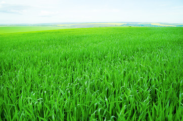 Field background