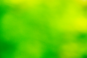 green bokeh from tree