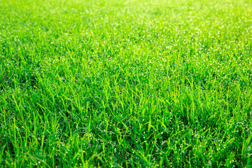 Obraz premium Green lawn