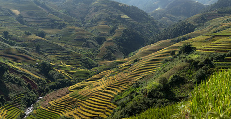 Fototapeta na wymiar Rice terraces on the mountain.Mu cang chai,Vietnam.