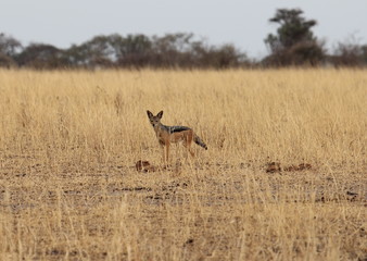 jackal, Tanzania