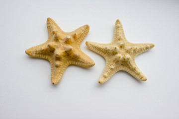 Fototapeta na wymiar two starfish