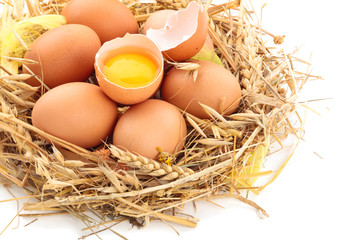 Chicken eggs in nest.