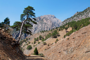 Lonely pine tree leaning over rocky roads in Turkey