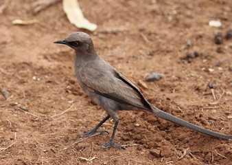 ashy starling,Tanzania