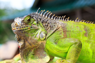 Green iguana