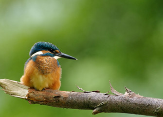 Common Kingfisher sitting on the fat branch