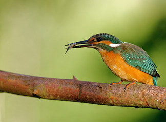 Common Kingfisher with caught fish