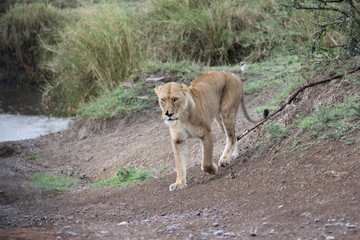 lion,tanzania