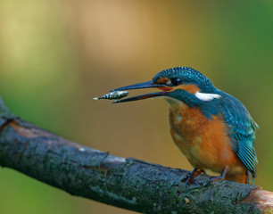 Obraz premium Common Kingfisher tossing the fish before swallowing down