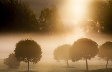 Morning Sun on Golf Course