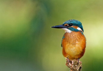 Common Kingfisher on the hunting position, horizontal