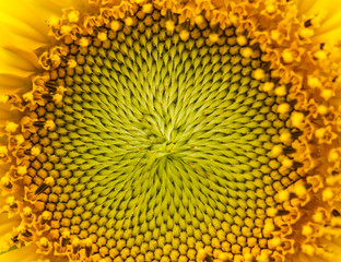 Sunflowers in Lopburi, Thailand