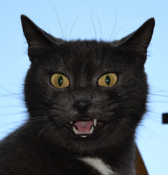 kedi cat