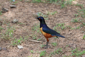 superb starling,Tanzania