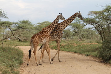 giraffes at Serengeti, Tanzania