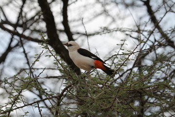 white headed,Tanzania