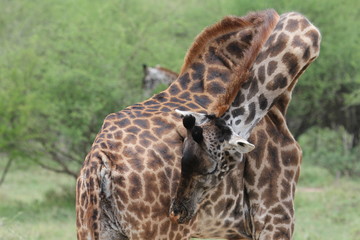giraffe, Tanzania