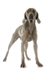 Fototapeta premium Weimaraner
