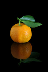 Home grown calamondins