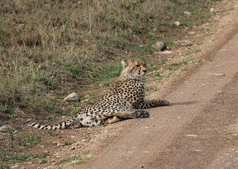 cheetah , tanzania