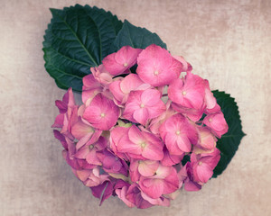 A light pink hydrangea flower with leaves  on a brown vintage ba