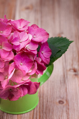 A light pink hydrangea flower in a green watering can on a vinta