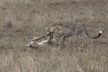 cheetah , tanzania