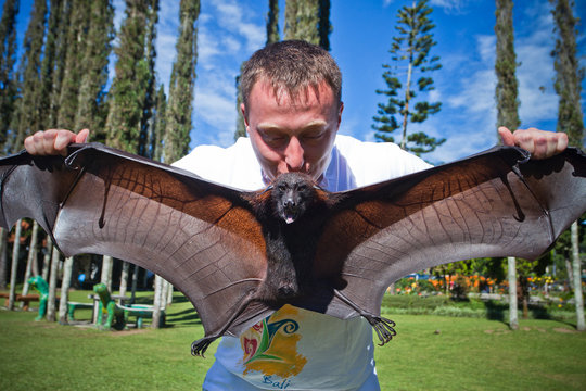 Man Holding On A Hand Flying Fox