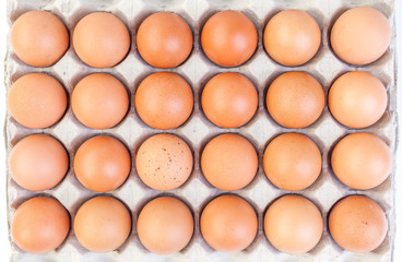High angel shot of brown eggs in cardboard on white background.
