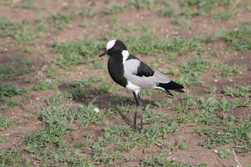 blacksmith lapwing, Tanzania