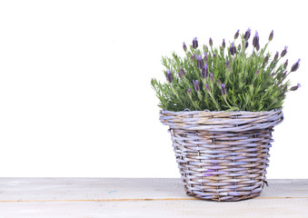 Lavendel in lila Körbchen auf Holzuntergrund isoliert