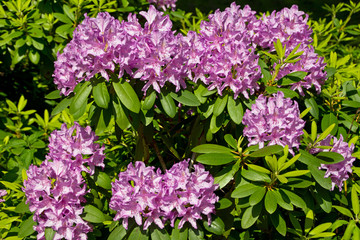 Fototapeta premium Rhododendron