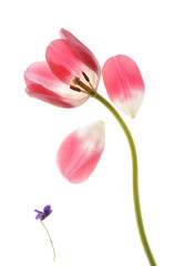 Naklejka premium spring tulip close up